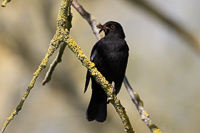 Blackbird perched quietly with food in its beak